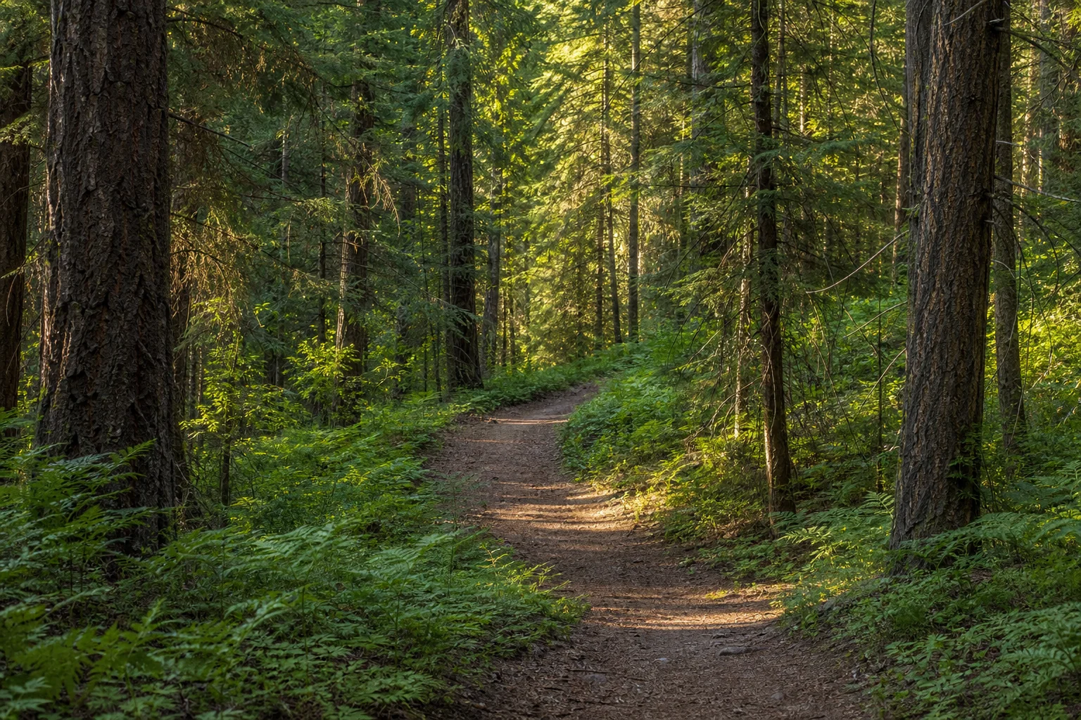 A quiet forest trail curving away through tall evergreens in afternoon light